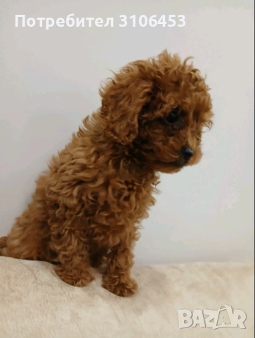 Пудел той / poodle toy, снимка 2 - Пудели - 52816413