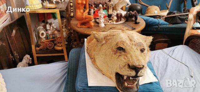 Глава на лъв трофей от 19век., снимка 6 - Антикварни и старинни предмети - 29194108
