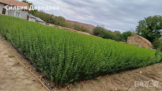 Лигуструм за жив плет , снимка 5 - Градински цветя и растения - 54008160