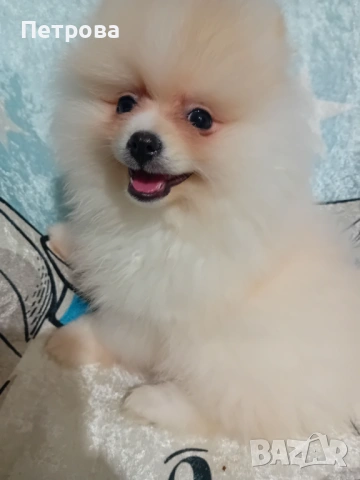 Мини померан момче, снимка 2 - Померан - 54158774