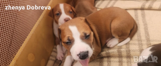 Американски питбул , снимка 3 - Питбул - 52487893