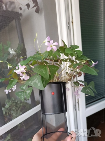 Оксалис Fanny, снимка 1