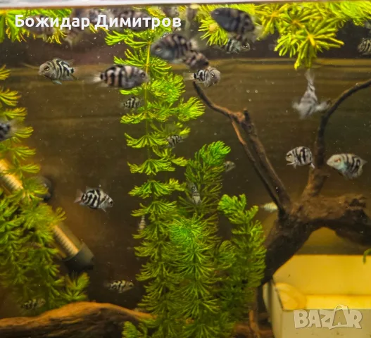рибки син папагал  (Polar Blue Parrot Cichlid), снимка 7 - Рибки - 56085754