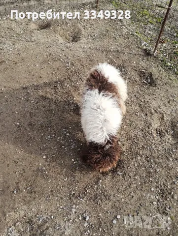 кучета за трюфели, снимка 2 - Други - 42407447