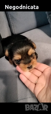 Мини йоркита 