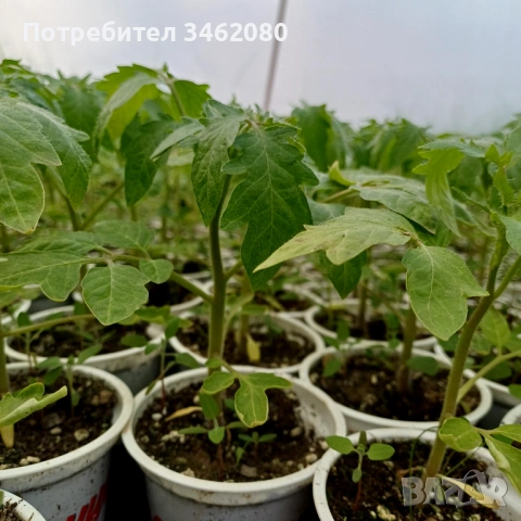 Разсад - Домати, снимка 4 - Разсади - 53999169