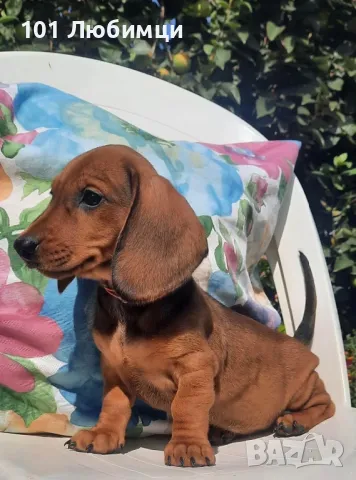 Дакели Червен цвят, снимка 3 - Дакели - 47450879