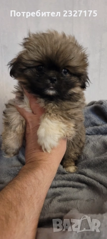 Пекинези, снимка 6 - Пекинез - 25815187