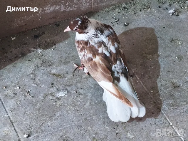 Чифт чилести (паламарски гълъби), снимка 2 - Гълъби - 55960301