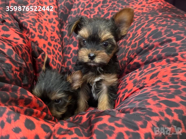 Йоркширски териерчета , снимка 8 - Йоркширски териер - 53375639