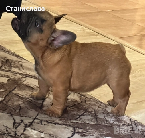 Френски булдог, снимка 5 - Френски булдог - 52930605