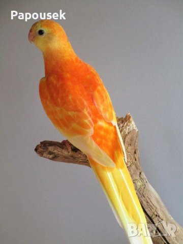 Пойни Папагали, снимка 4 - Папагали - 42485467