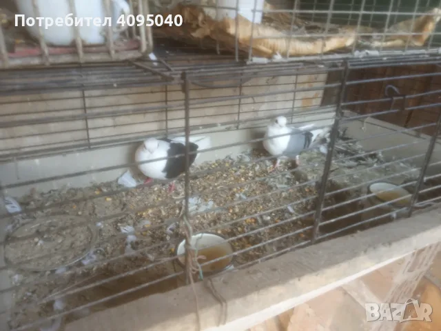 Продавам гълъби, снимка 12 - Гълъби - 51379486