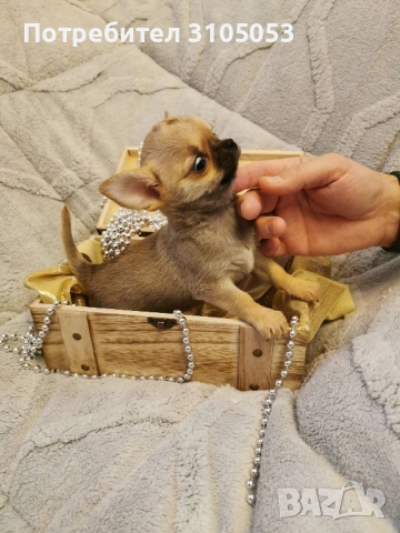 Чихуахуа , снимка 8 - Чихуахуа - 47738532