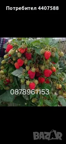 Разсад ягоди и малини 