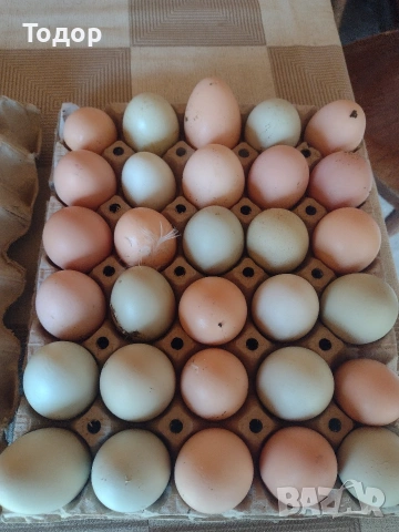 продавам оплодени яйца за люпене , снимка 2 - Кокошки и пуйки - 54273769