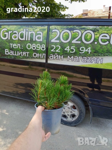 Джуджевиден Клек / pinus mugo var. pumilio, снимка 9 - Разсади - 45967619