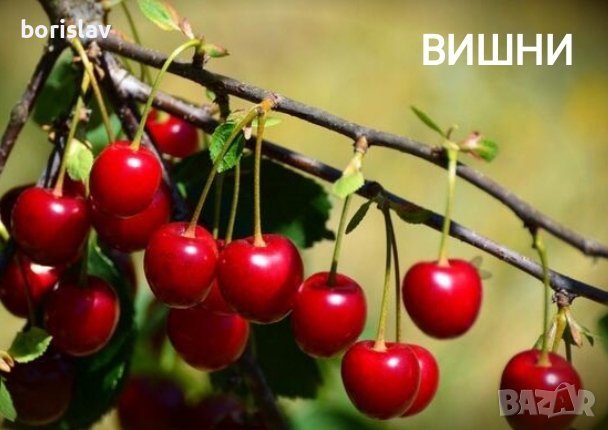 Продавам Вишни и Вишновки, снимка 3 - Градински цветя и растения - 33037388