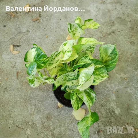 разкошни растения каскадни , снимка 3 - Стайни растения - 55754333