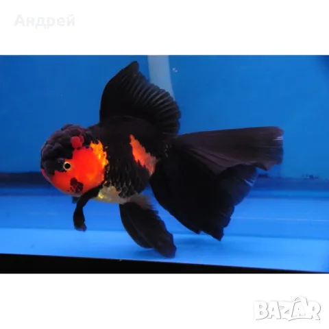 Оранди златна рибка, снимка 4 - Рибки - 50095938