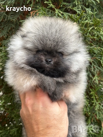Померан мъжки, снимка 3 - Померан - 52873055
