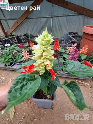 Два вида пламъче, няколко цвята , снимка 13 - Градински цветя и растения - 54282774