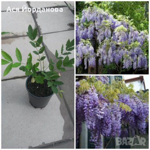 Градински цветя и храсти, снимка 16 - Градински цветя и растения - 42084094