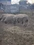 Продават се овце и коч млади, снимка 4