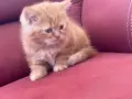 Шотландки котки, снимка 3