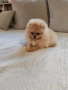 Померан женско мини размер , снимка 5