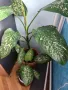 Продавам саксия с декоративно растение Дифенбахия., снимка 5