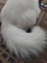 Персийска чинчила, снежно бяла, 5 мес., снимка 7