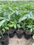 Ранен разсад, снимка 2