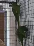Двойка Ара нобилис, снимка 3