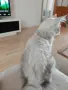 Женско коте Мейн куун, снимка 3
