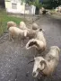 агнета и една овца , снимка 1