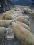 Продавам стадо офце, снимка 2