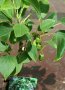Киви Actinidia arguta Issai - МИНИ КИВИ – малко познато и много вкусно!, снимка 7