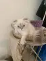 Шотлански котета, снимка 8