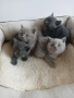 Британски Котета , снимка 2