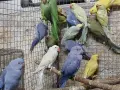 продвам малки алксандри, снимка 5