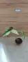 Сингониум (Syngonium) «Imperial White» , снимка 1