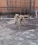 Бял мъжки пинчер, снимка 2