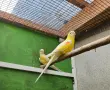 Двойка Пойни папагали  , снимка 2