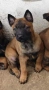 Чистокръвни кученца Белгийска овчарка-Малиноа , снимка 1