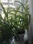 Алое (дьрвовидно) лечебно тригодишно, снимка 2