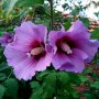 👌👌👌 Hibiscus syriacus, наричан роза на Шарон , снимка 1
