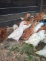 селски пилета , снимка 1