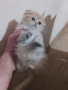 продавам шотландски клепоухи котета, снимка 7