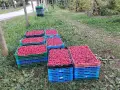 продавам разсад малини , снимка 4